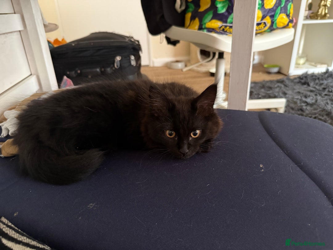 Maine Coon cats for sale: Black smoked boy  - Image 7
