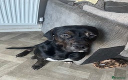 Mixed Breed dogs for sale: 8 month old American bulldog. - Advert 1