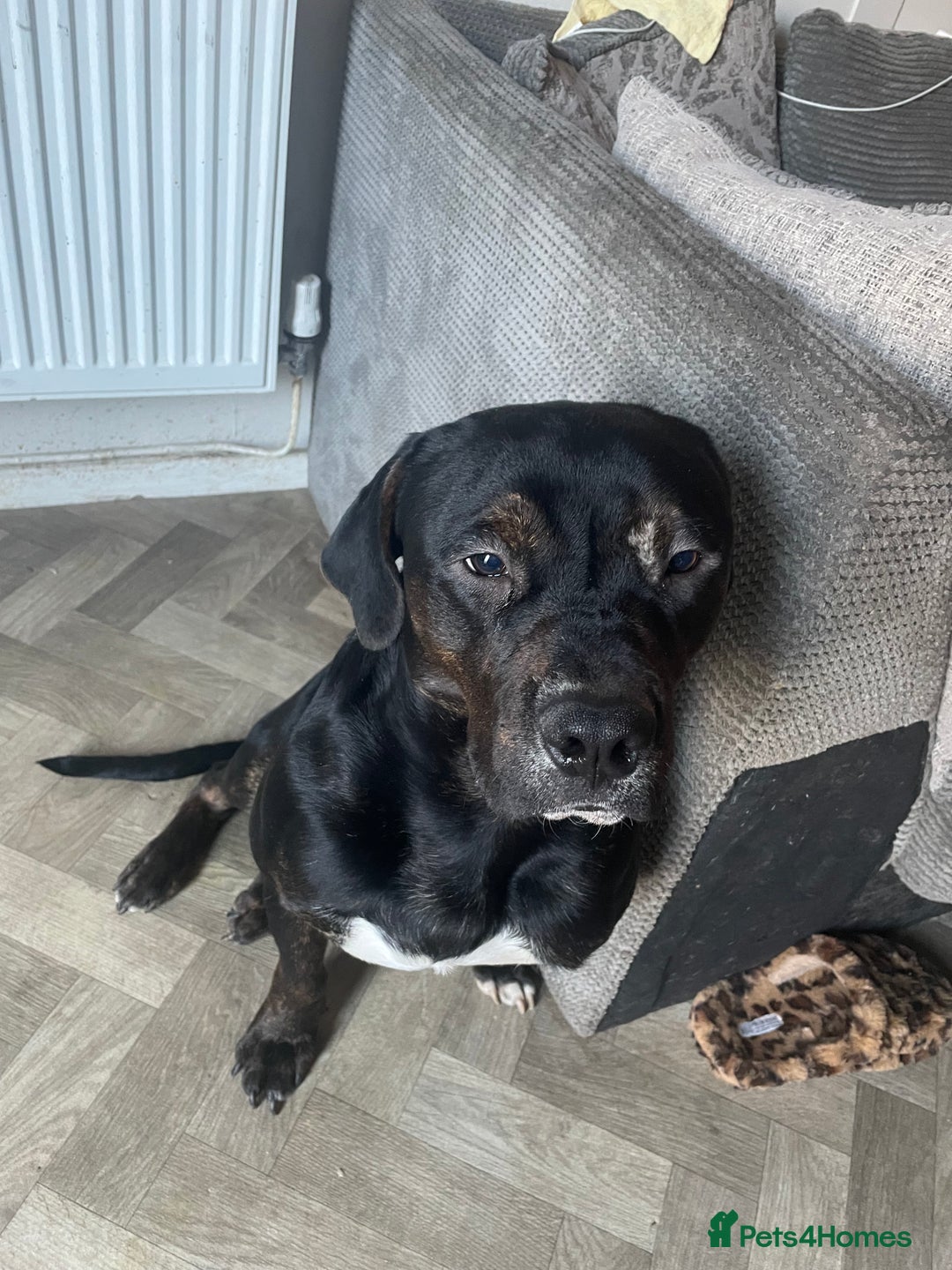 Mixed Breed dogs for sale: 8 month old American bulldog. - Advert 1