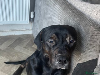 Mixed Breed dogs for sale: 8 month old American bulldog. - Advert 1