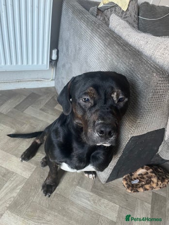 Mixed Breed dogs 8 month old American bulldog. - Advert 2