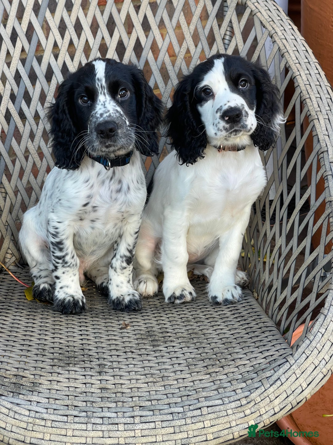 Cocker Spaniel dogs for sale: working cocker spaniel puppies for sale - Image 19