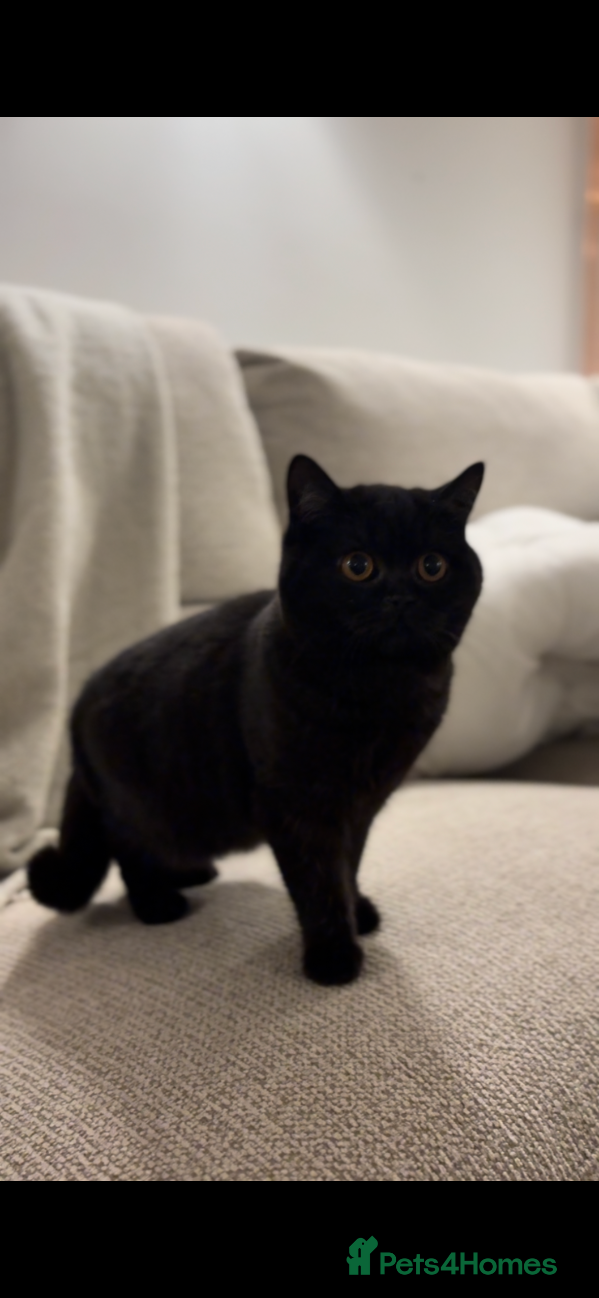 British Shorthair cats Beautiful British shorthair girl  - Advert 5