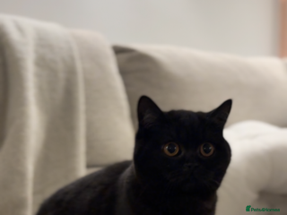 British Shorthair cats Beautiful British shorthair girl - Advert 5