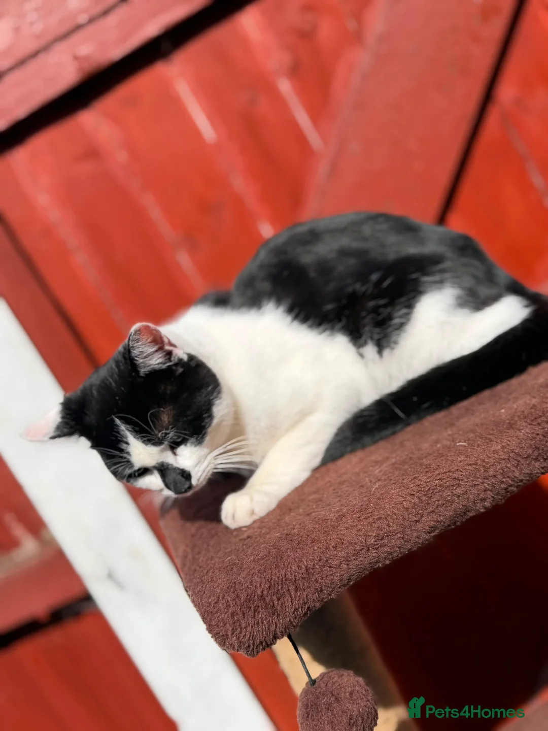 Mixed Breed cats for sale: Vatika - Advert 2
