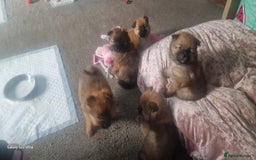 Pomeranian dogs for sale: Gorgeous Pomeranian puppies for sale - Image 15