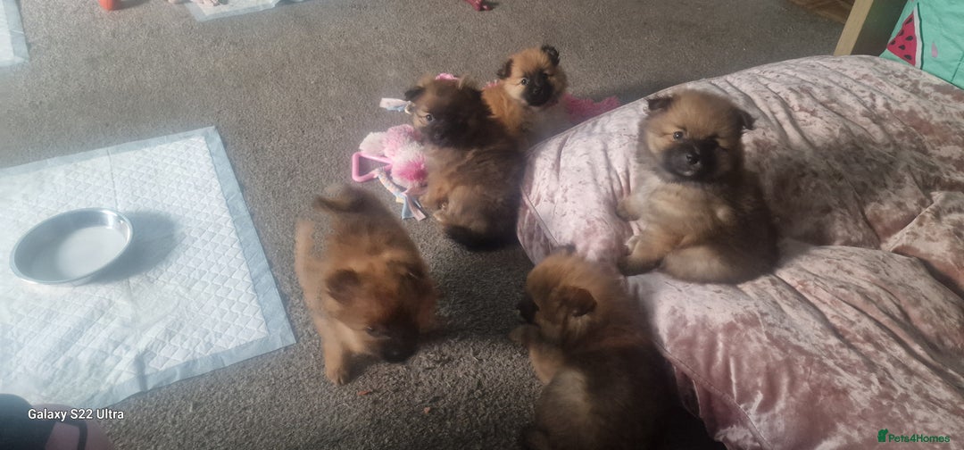 Pomeranian dogs for sale: Gorgeous Pomeranian puppies for sale - Image 15