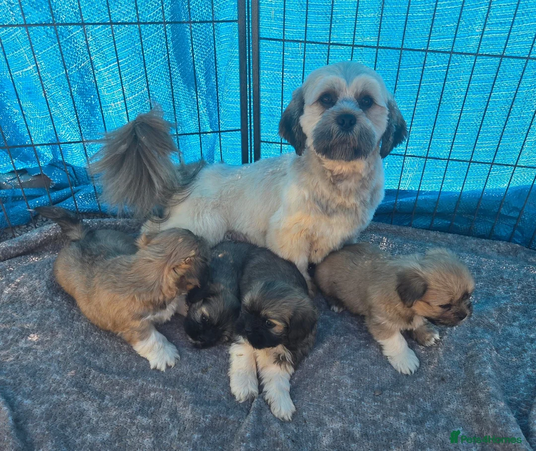 Lhasa Apso dogs for sale: Lhasa Apso Puppies  - Advert 3