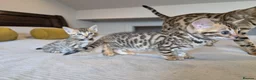 Bengal cats for sale: 🤍🤎🖤 GORGEOUS BENGAL KITTENS 🖤🤎🤍 - Advert 5