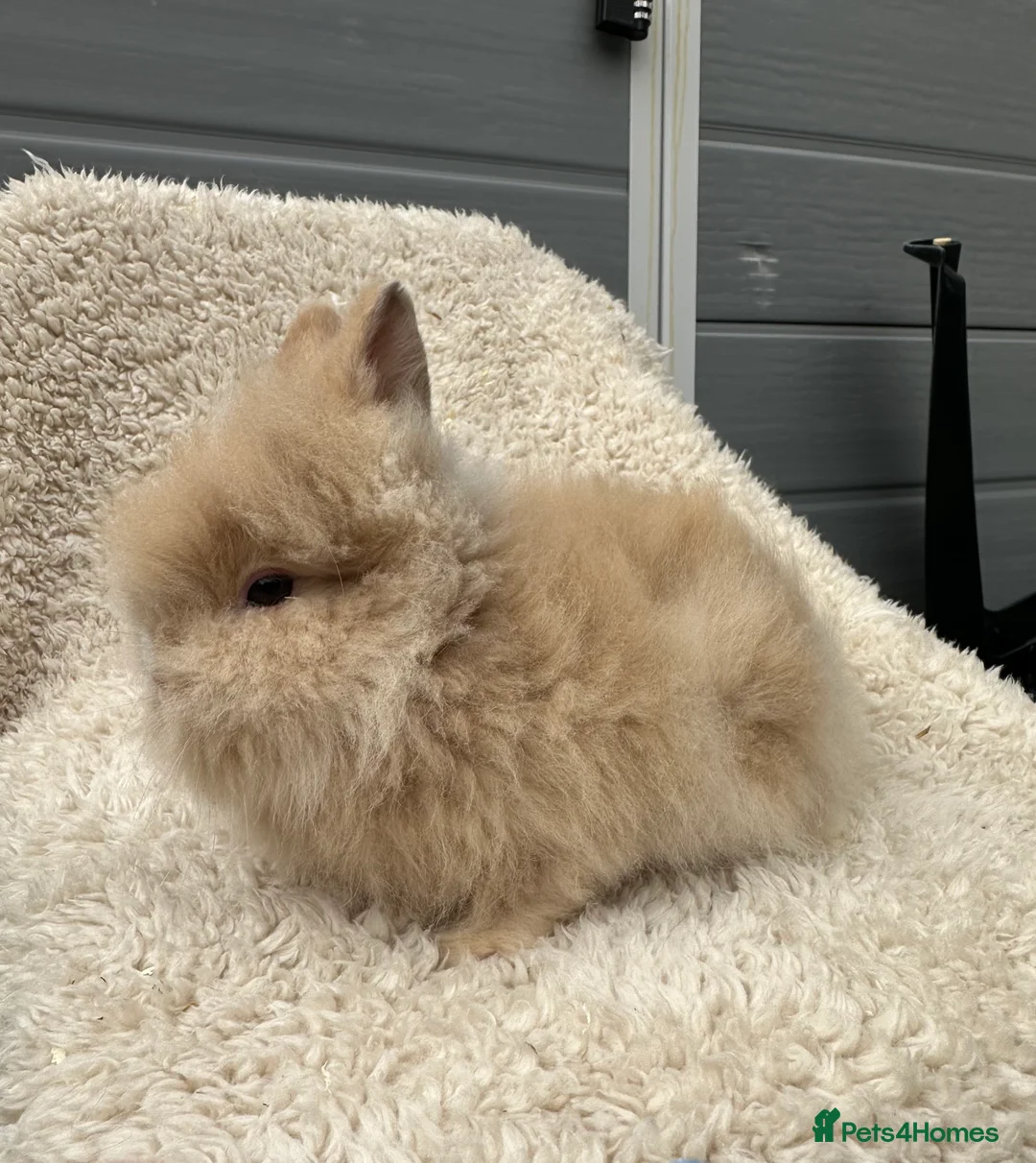 Lionhead rabbits for sale: Lionhead Bunnies  - Advert 8