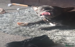 Mixed Breed dogs for sale: Oldtyme x french bulldogs - Image 1