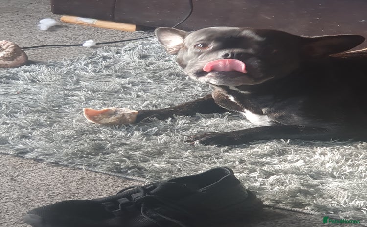 Mixed Breed dogs - Advert 1