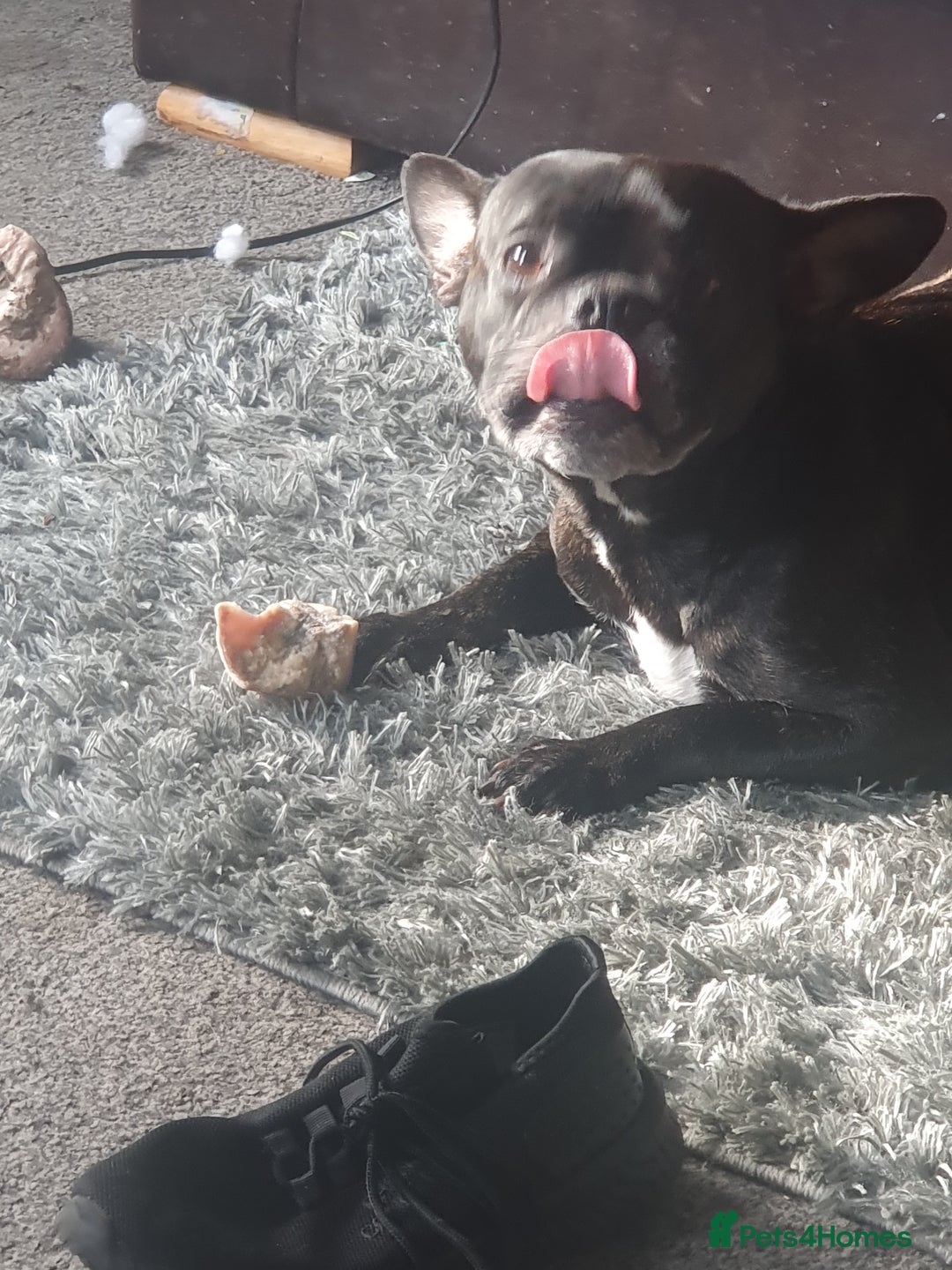 Mixed Breed dogs for sale: Oldtyme x french bulldogs - Image 1