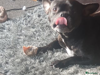 Mixed Breed dogs - Advert 9