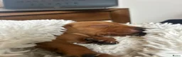 Labrador Retriever dogs for sale: Stunning fox red and yellow Family Labrador Pups - Advert 9