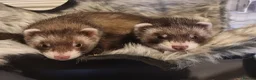 Ferret rodents for sale: Pair of Gills, tame sisters and full setup  - Advert 7