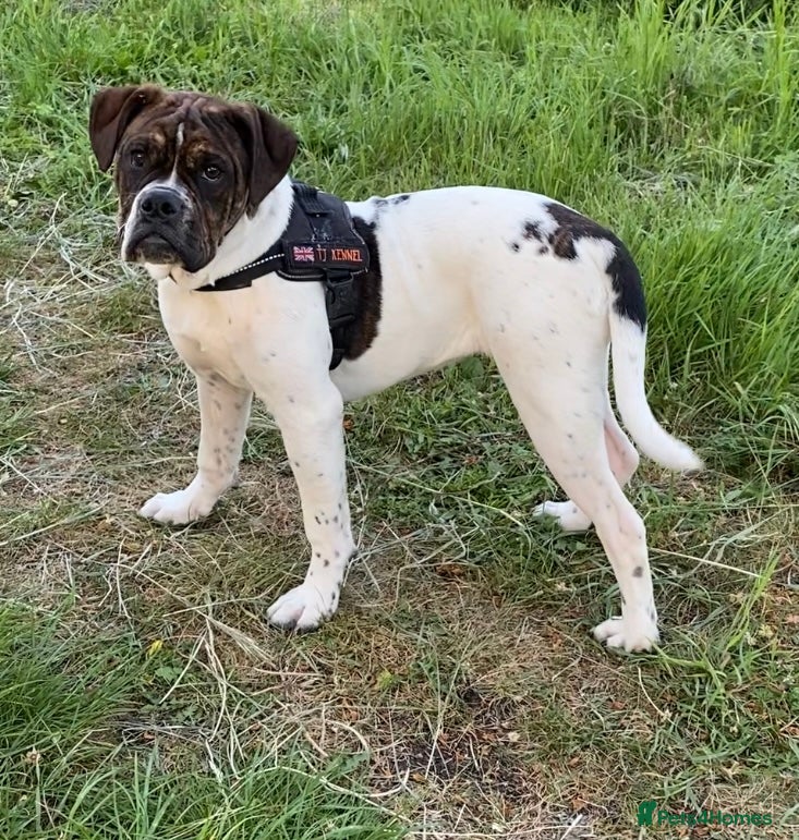 Alapaha Blue Blood Bulldog dogs ALAPAHA BULLDOGS FEMALE 100%PURE - Advert 2