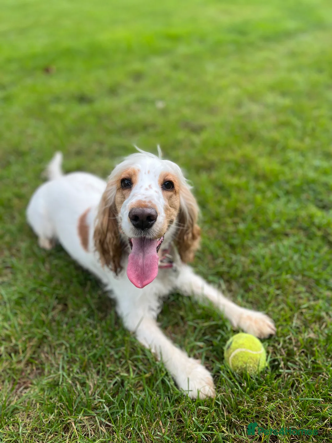 Cocker Spaniel dogs for sale: KC registered show-type Cocker Spaniel puppies  - Advert 1