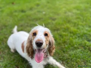 Cocker Spaniel dogs KC registered show-type Cocker Spaniel puppies - Advert 1