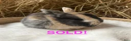 Mini Lop rabbits for sale: Mini lops for sale - Advert 5