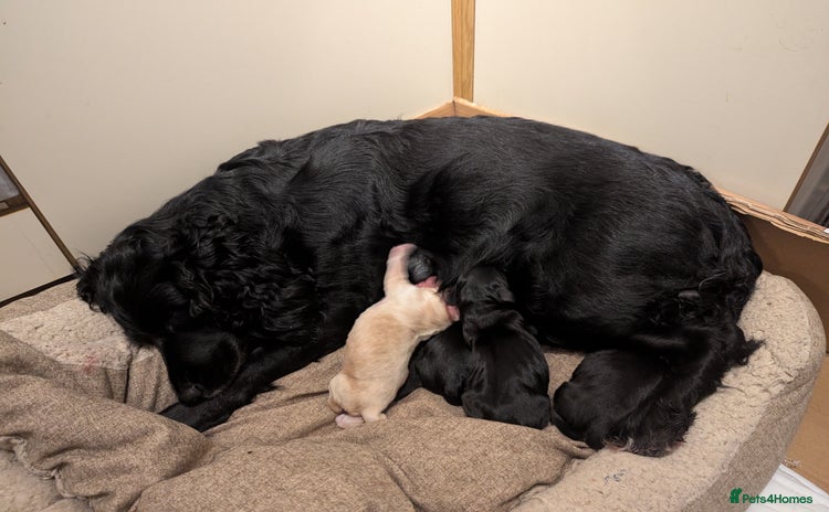 Cocker Spaniel dogs Working Cocker Spaniel puppies - Advert 1