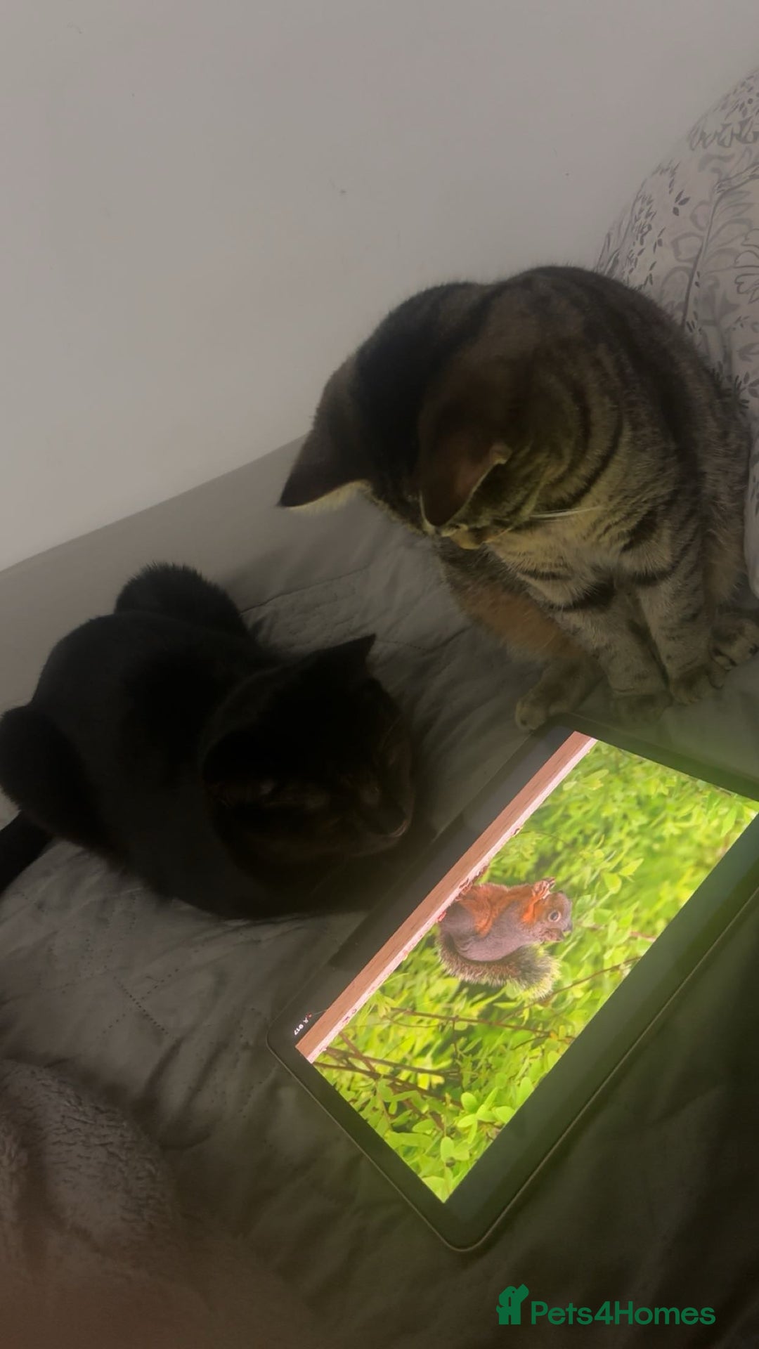 British Shorthair cats for sale: Siblings for sale with items  - Advert 2