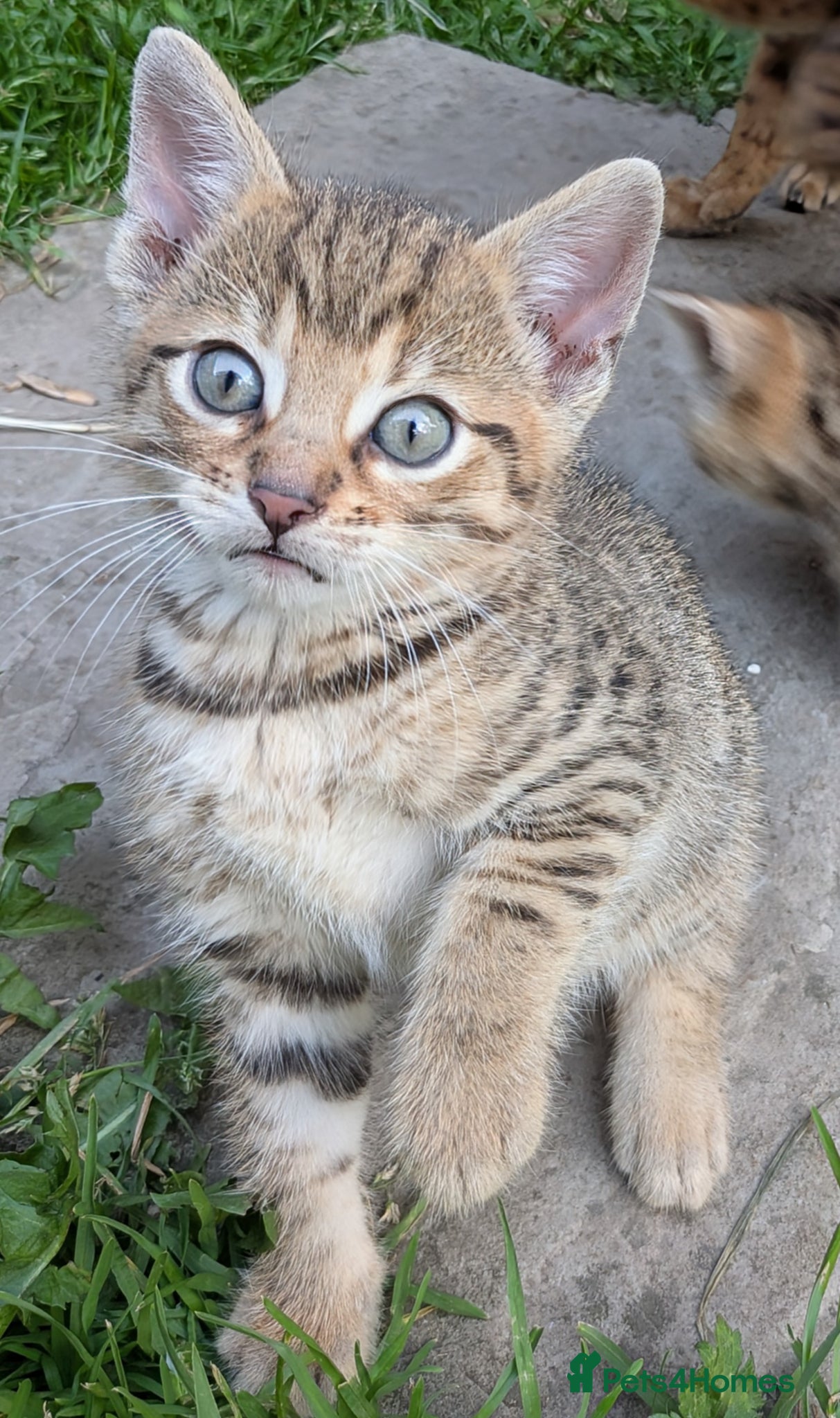 Mixed Breed cats Gorgeous Bengal X Kittens - Advert 2
