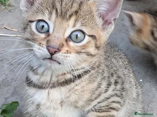 Mixed Breed cats Gorgeous Bengal X Kittens - Advert 2