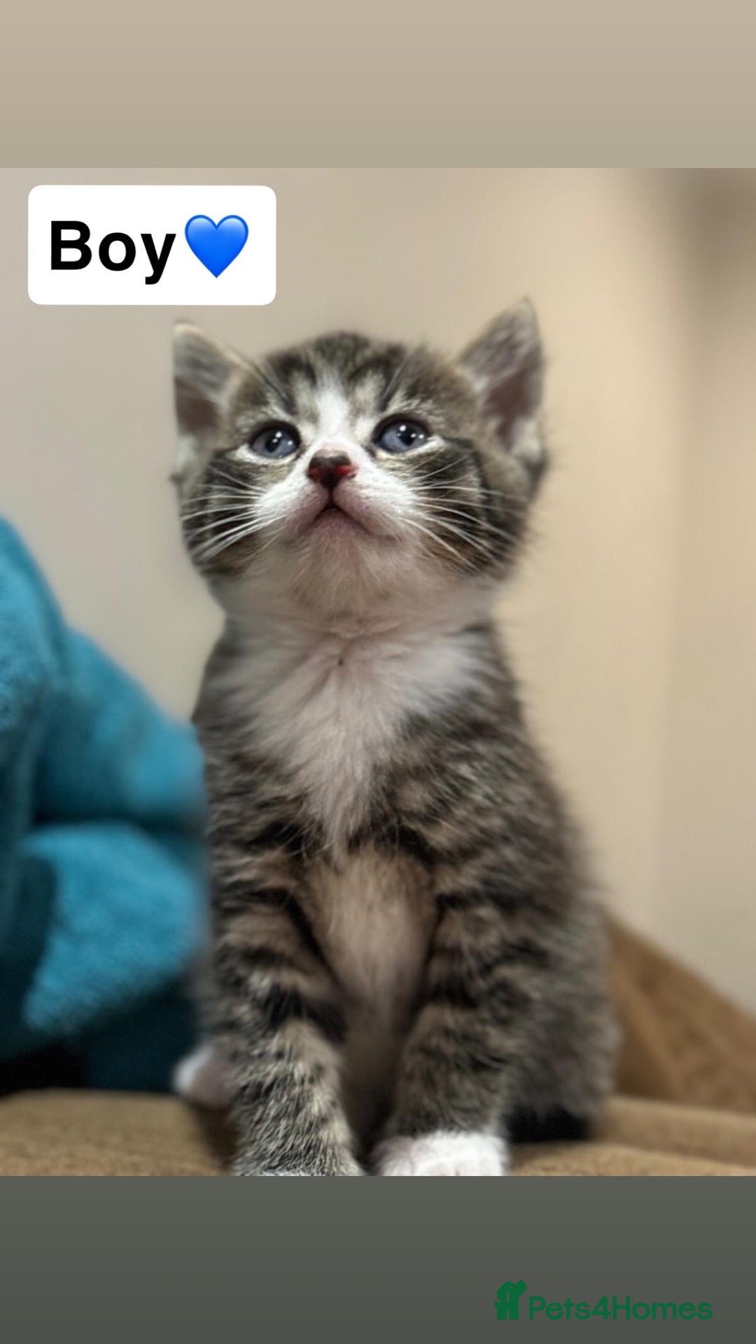 Mixed Breed cats for sale: Kittens for sale  - Advert 6