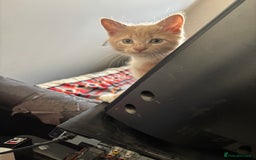 British Longhair cats for sale: Pretty Kittens  - Image 6