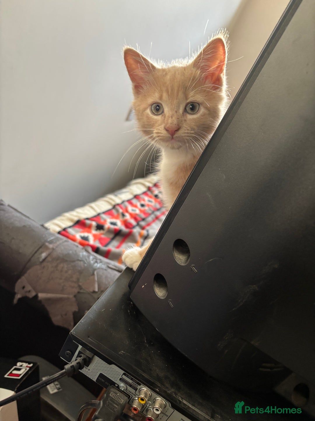 British Longhair cats for sale: Pretty Kittens  - Image 6