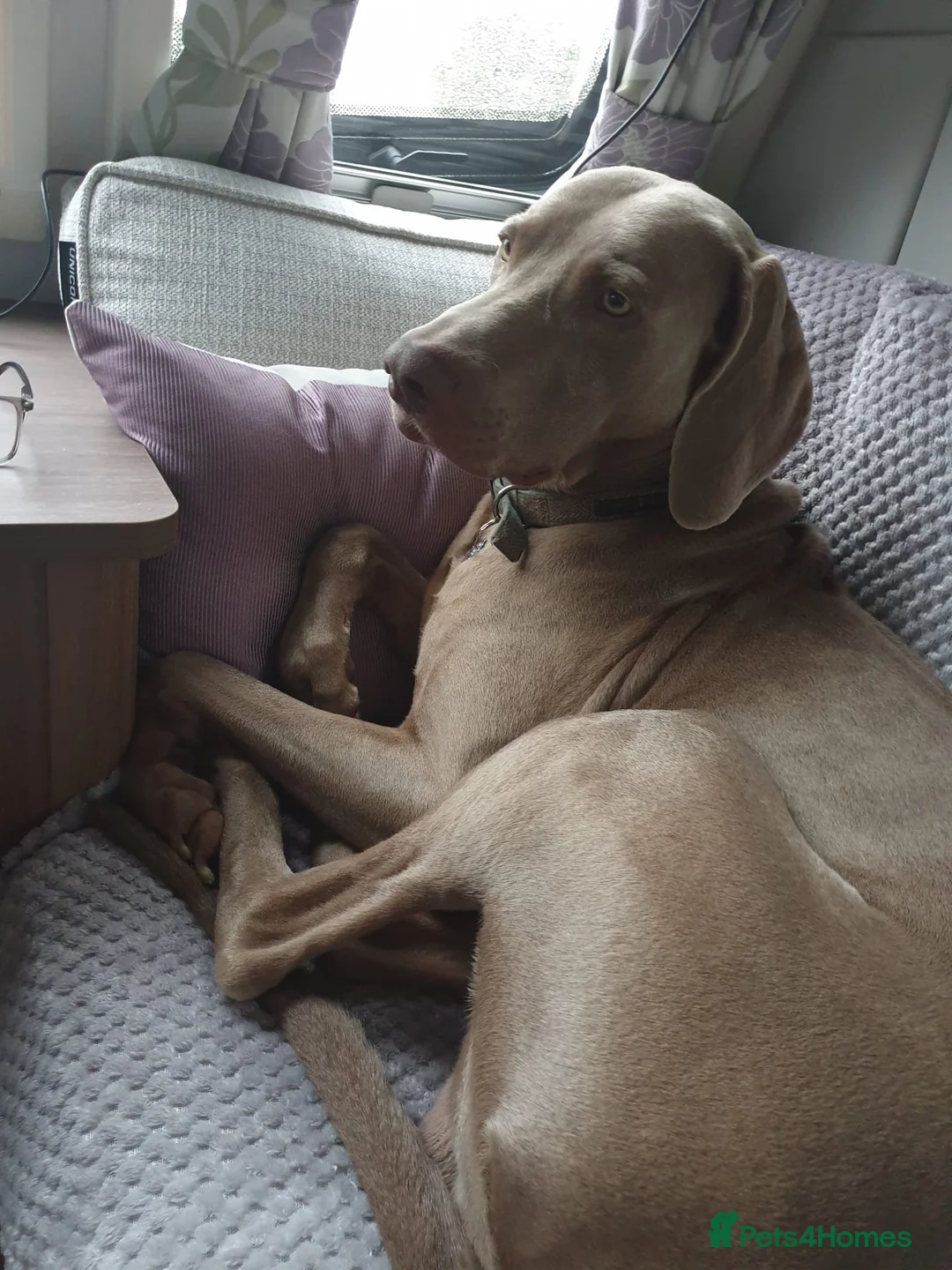Weimaraner dogs for stud: '''''OAKLEY''''' 100% Proven Stud in Nottingham - Advert 5
