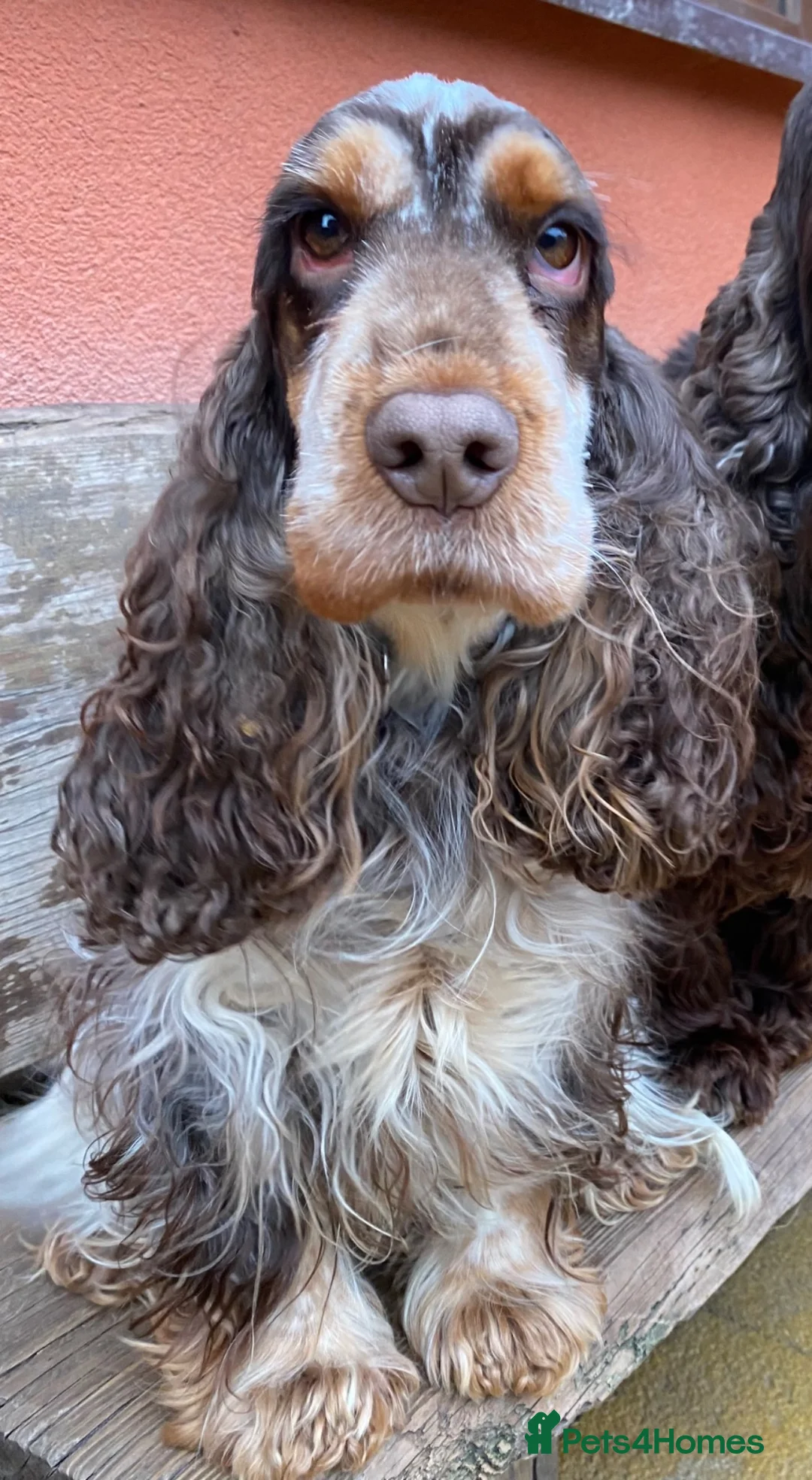Cocker Spaniel dogs for sale: Lovely show Cocker spaniel puppies 🐶  - Advert 13