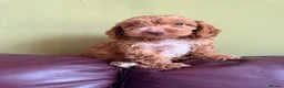 Cockapoo dogs for sale: F1 Cute Fluffy Pups ready to Go Home  - Advert 19