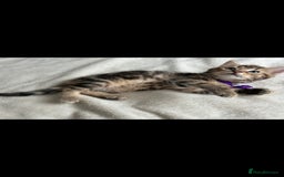 Bengal cats for sale: Pedigree bengal kittens available from 18/11/2025 - Advert 14