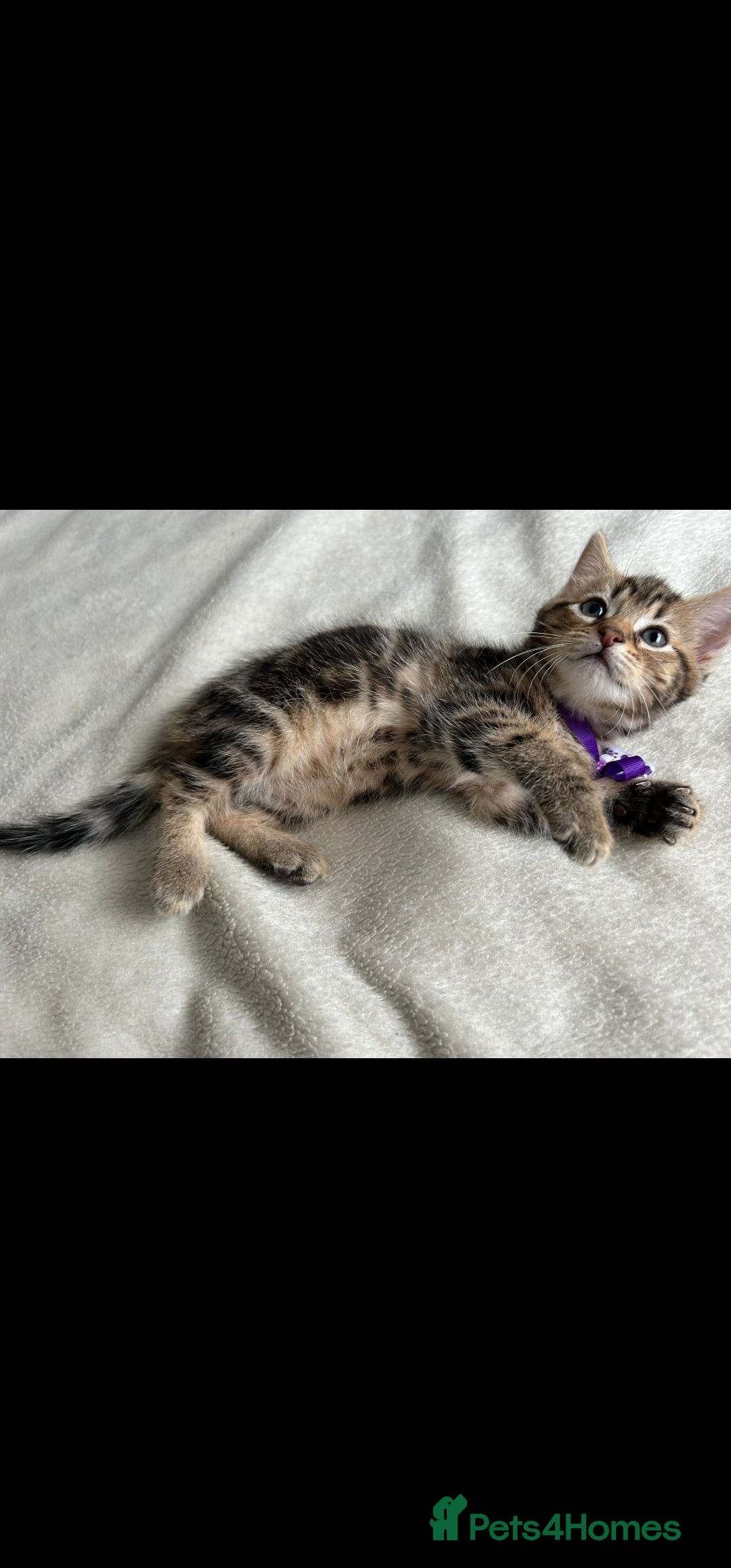 Bengal cats for sale: Pedigree bengal kittens available from 18/11/2025 - Advert 14