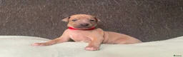 Italian Greyhound dogs for sale: Italian greyhound puppies  in Oswestry - Advert 24