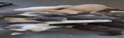 Mixed Breed cats for sale: Kittens for sale! - Advert 7