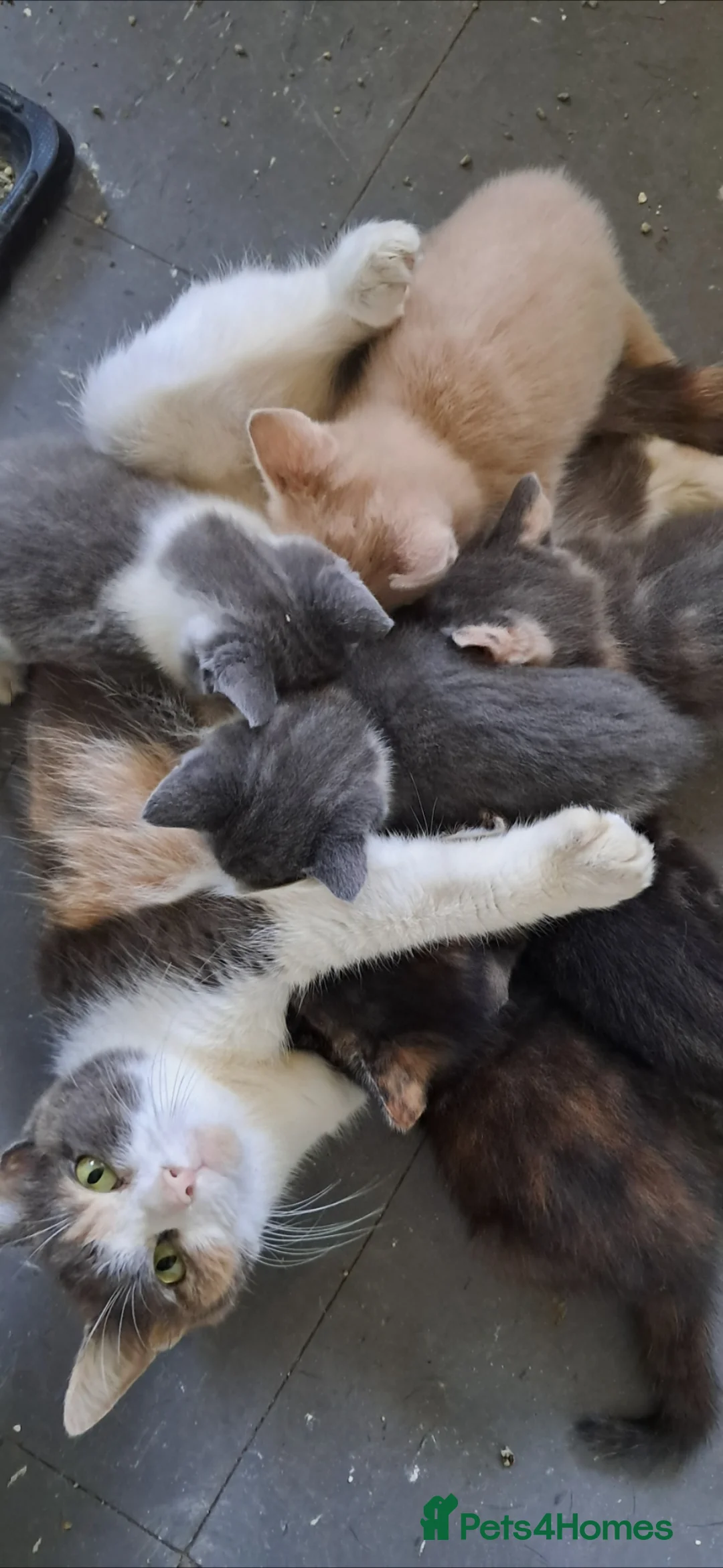 Mixed Breed cats for sale: Kittens for sale! - Advert 7