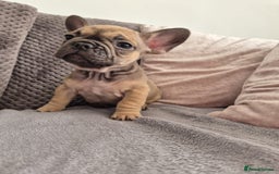 French Bulldog dogs for sale: Gorgeous French bulldog puppies Just 1 girl left!  - Advert 8