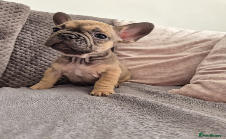 French Bulldog dogs - Advert 1