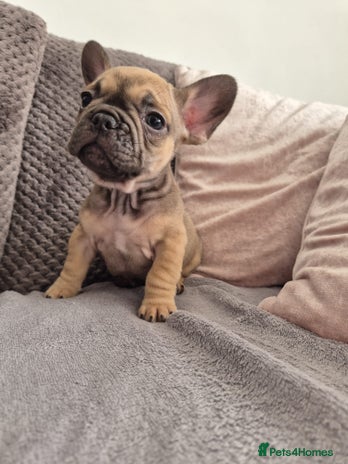 French Bulldog dogs - Advert 15