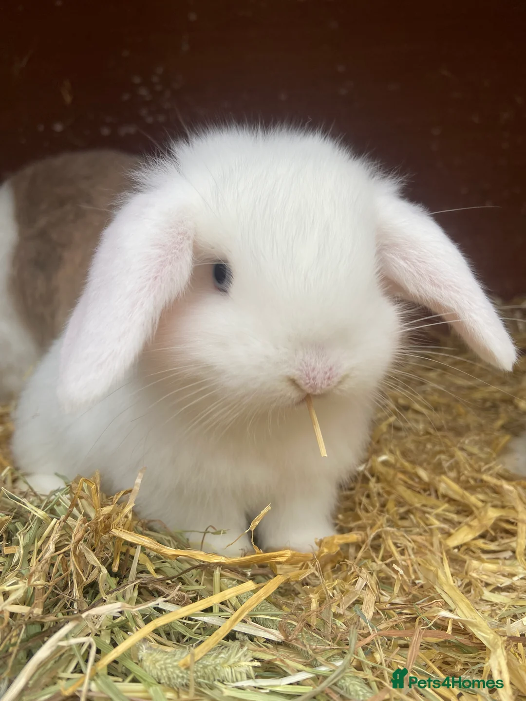Mini Lop rabbits for sale: Two white blue eyed male mini lops - Advert 1