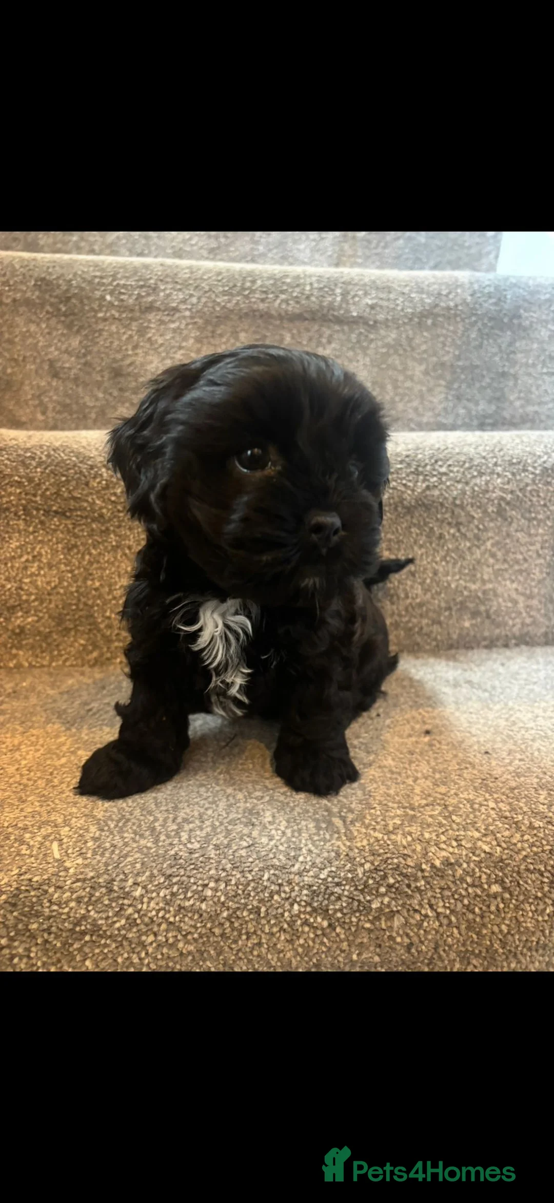 Mixed Breed dogs for sale: 4 Beautiful Cava-Tzu puppies for sale  - Advert 14