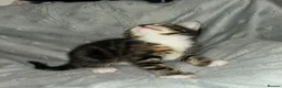 Mixed Breed cats for sale: Beautiful Domestic Shorthair Kittens  🐾 - Advert 24