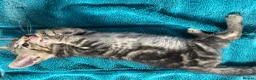 Mixed Breed cats for sale: Cute kittens for sale KT4 - Advert 9