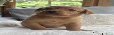 Labrador Retriever 5