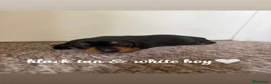 black tan white boy 