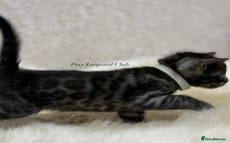 Bengal cats for sale: International Championship, Full Pedigree Bengals - Image 9