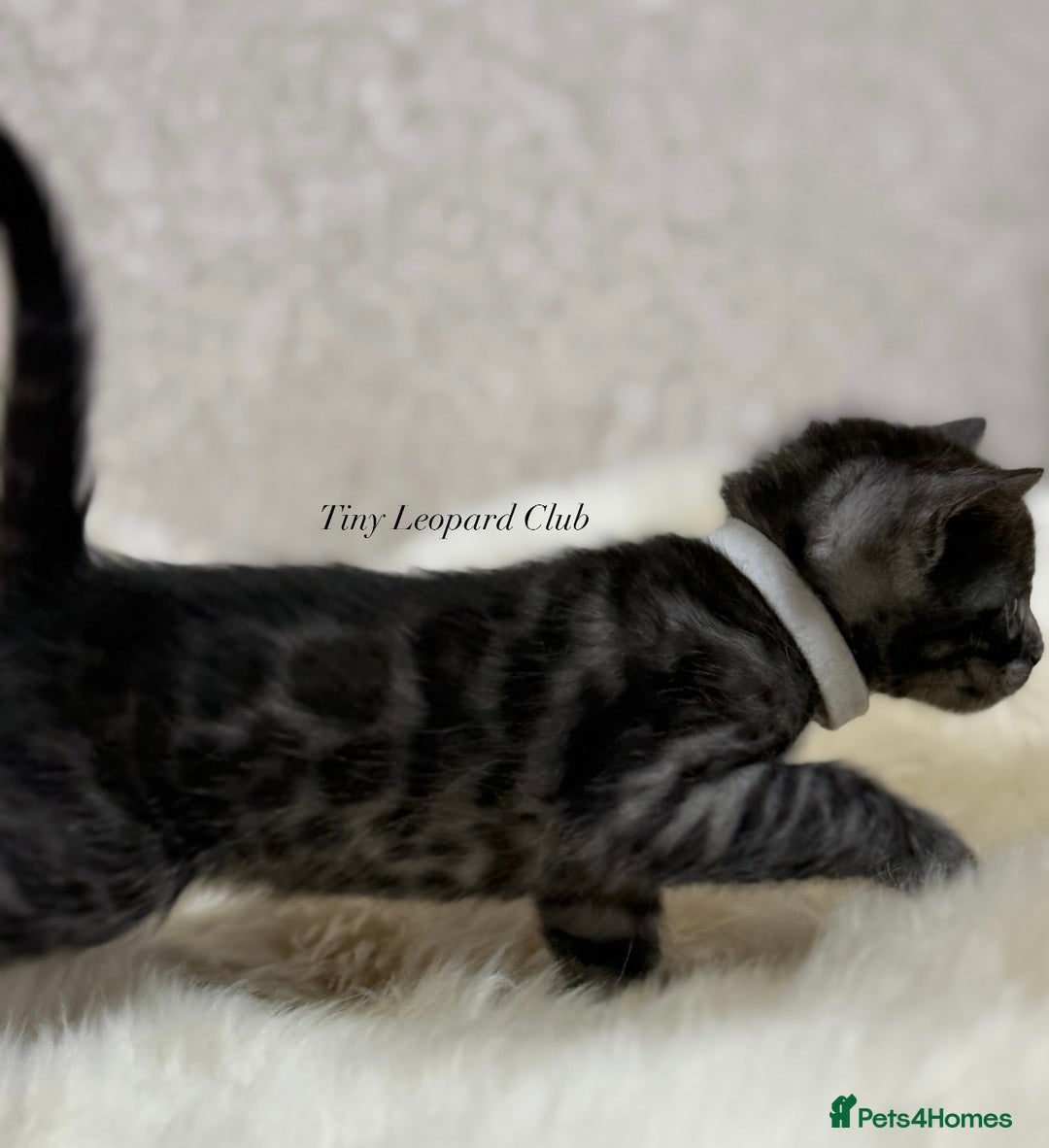 Bengal cats for sale: International Championship, Full Pedigree Bengals - Image 9